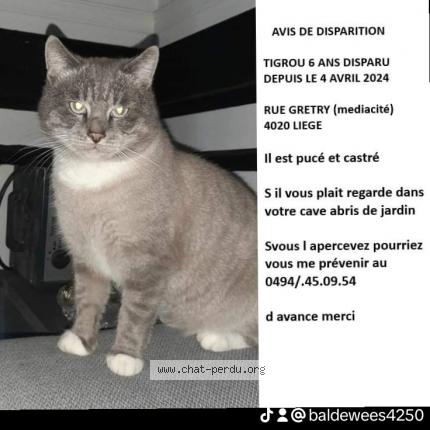 Foto 1/2 Tigrou Chat perdido en Liege