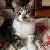 Foto del gato perdido en Wattignies