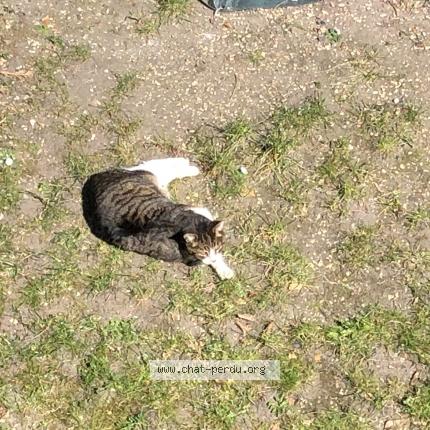 Foto 1/1 Mistigri aveugle tigrée blanche Chat perdido en Nanterre