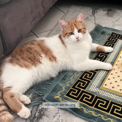 Foto 1/1 Muezza Chat perdido en La frette