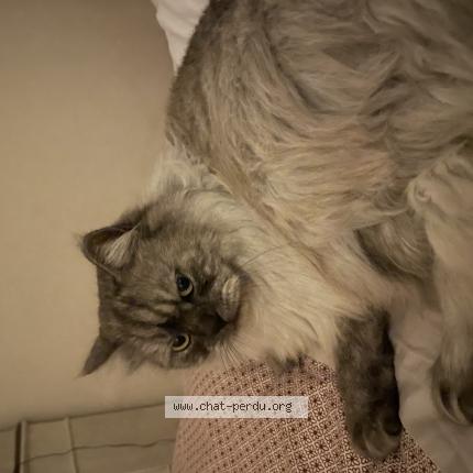 Foto 1/1 OLYMPE Chat perdido en Toulous