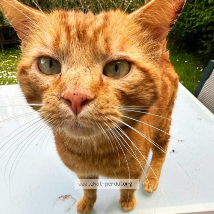 Foto 1/1 Gato encontrado Encontrado en Vimoutiers