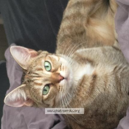 Foto 1/1 Tekla Chat perdido en Douai