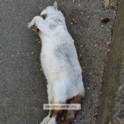 Foto 1/1 Gato encontrado Encontrado en Cholet