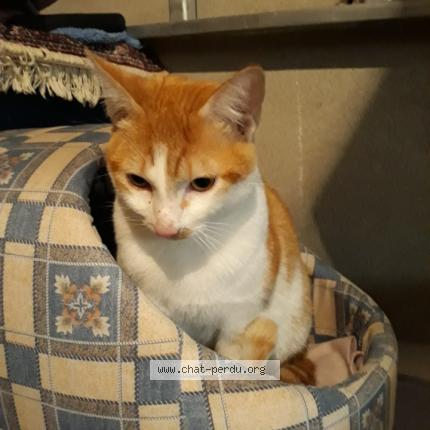 Foto 1/1 Ugo Chat perdido en Blagnac