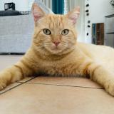 Foto del gato perdido en Saugnac Et Muret