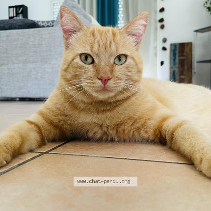 Foto 1/1 Stomy Chat perdido en Saugnac et muret