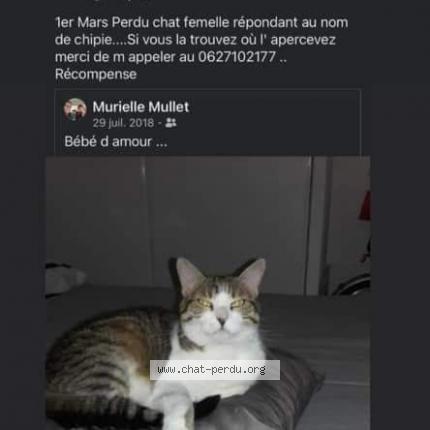 Foto 1/1 Chipie Chat perdido en Urcuit