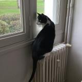 Foto del gato perdido en Lannion
