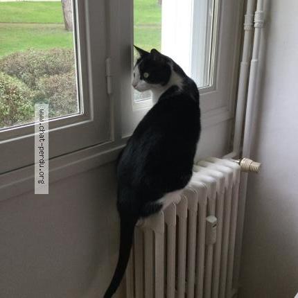 Foto 1/1 Gato encontrado Perdido en Lannion