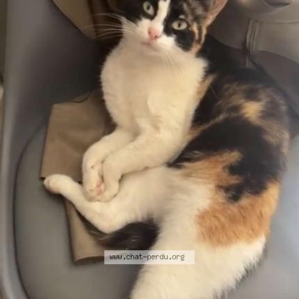 Foto 1/1 Kisir Chat perdido en Le mans