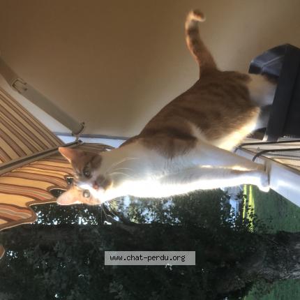 Foto 1/1 Tequila Chat perdido en Lyon