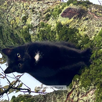 Foto 1/1 Pitchoune Chat perdido en Dangers