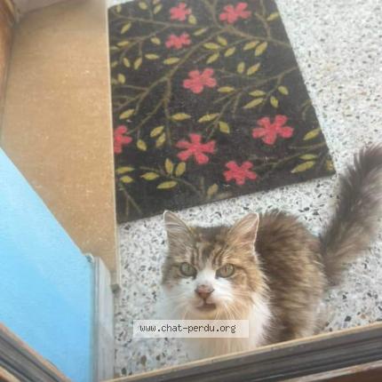 Foto 1/1 Gato encontrado Encontrado en Brignais