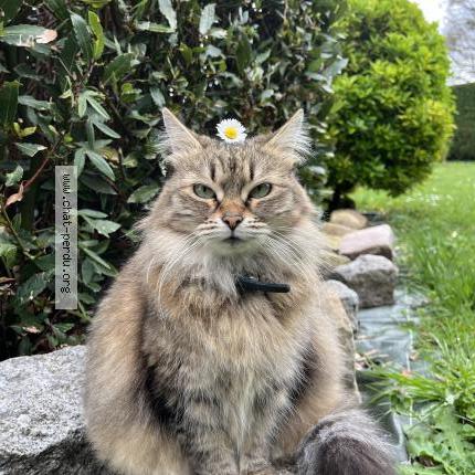 Foto 1/1 Mimie Chat perdido en Ecommoy