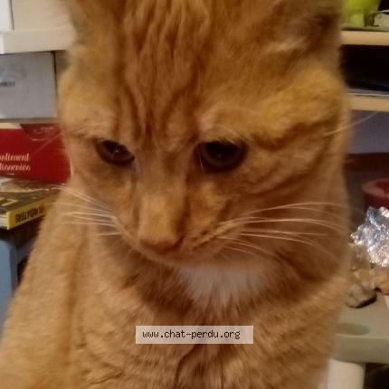 Foto 1/1 Foxy Chat perdido en Saint nicolas de bourgueil