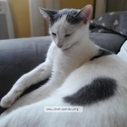 Foto 1/1 Plume Chat perdido en Lignieres en vimeu