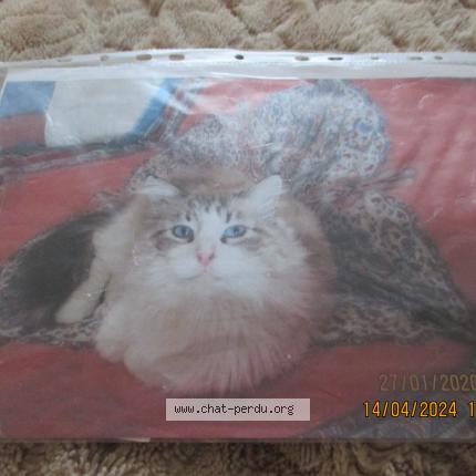 Foto 1/2 JOY Chat perdido en Carpentras