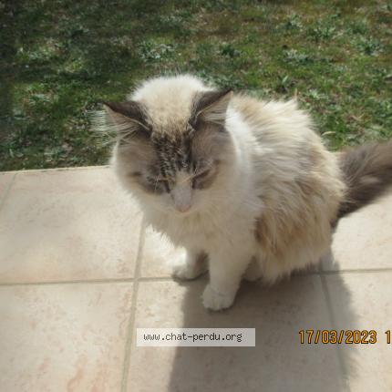 Foto 2/2 JOY Chat perdido en Carpentras