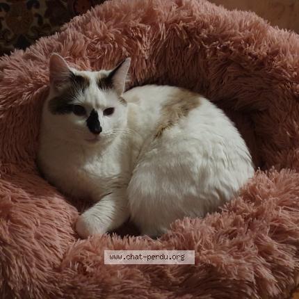 Foto 1/1 Shaya Chat perdido en Castelnaudary