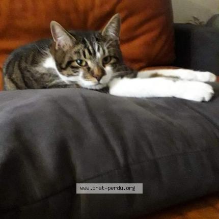 Foto 1/1 Gato encontrado Perdido en Meudon