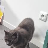 Foto del gato perdido en Saint Maur Des Fosses