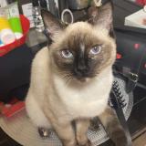 Foto del gato perdido en La Chapelle Saint Remy