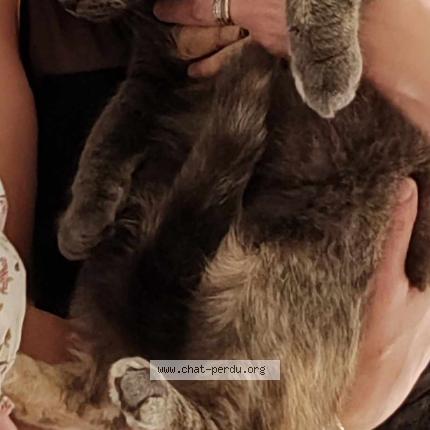 Foto 2/3 sally Chat perdido en Fleurbaix