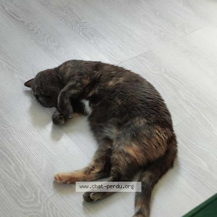 Foto 3/3 sally Chat perdido en Fleurbaix