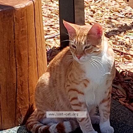 Foto 1/3 Felix Chat perdido en Mount hawthorn