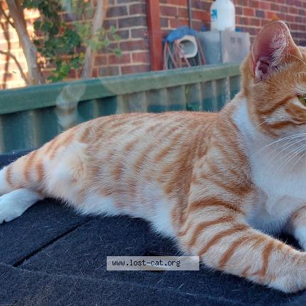 Foto 3/3 Felix Chat perdido en Mount hawthorn