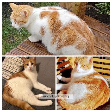 Foto 1/1 Tigrou Chat perdido en Aurillac