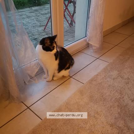 Foto 1/1 Gato encontrado Perdido en Collegien