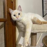 Foto del gato perdido en Caubeyres