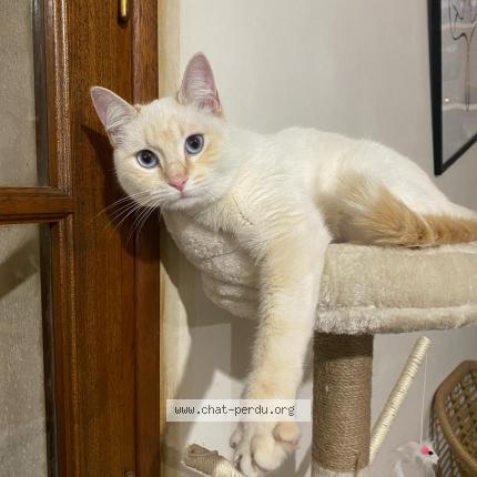 Foto 1/1 Plume Chat perdido en Caubeyres