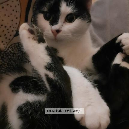 Foto 1/1 Rawette Chat perdido en Loyers