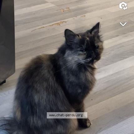 Foto 1/1 Luna Chat perdido en Valenciennes