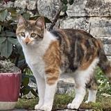 Foto del gato perdido en Sarrazac