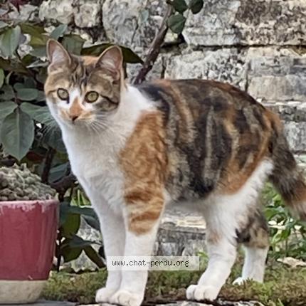 Foto 1/1 Chica Chat perdido en Sarrazac