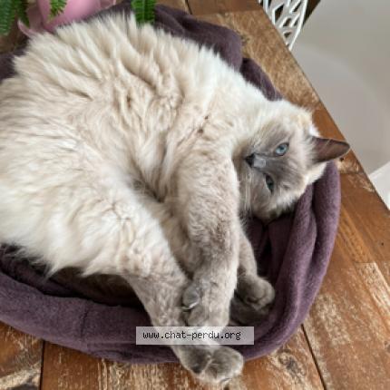 Foto 1/1 Daisy Chat perdido en L herbergement