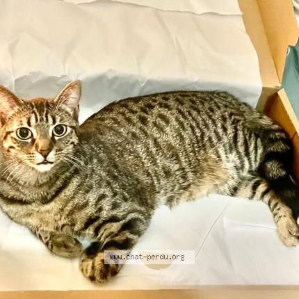 Foto 1/1 Gato encontrado Perdido en Strasbourg