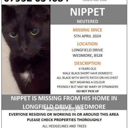 Foto 1/1 Nippet Chat perdido en Wedmore