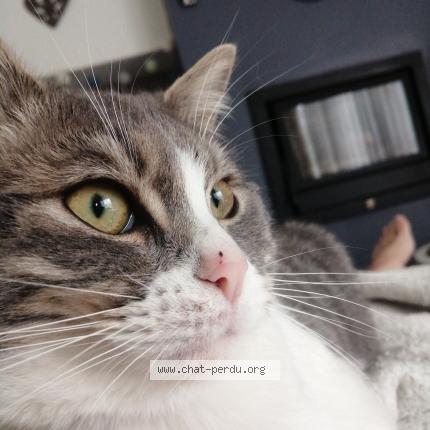 Foto 1/2 Gary Chat perdido en Vise