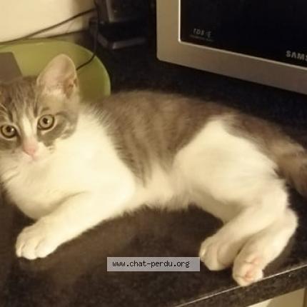 Foto 2/2 Gary Chat perdido en Vise