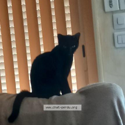 Foto 1/1 Timie Chat perdido en Montbeton