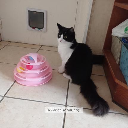 Foto 1/1 Doumia Chat perdido en Pont l abbe