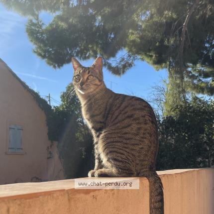 Foto 2/3 Chouchou Chat perdido en Marseille