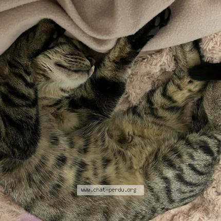 Foto 3/3 Chouchou Chat perdido en Marseille