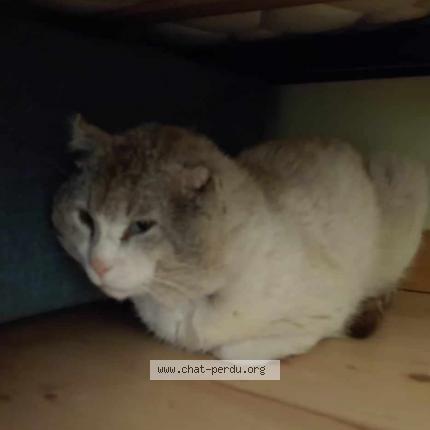 Foto 1/1 Gato encontrado Encontrado en Montboucher sur jabron