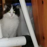 Foto de gato encontrado en St Legier